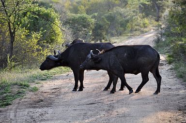 Thornybush Reservat (Greater Kruger Nationalpark)