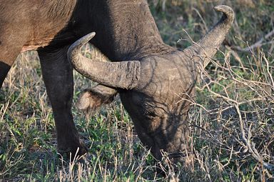 Thornybush Reservat (Greater Kruger Nationalpark)