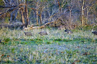 Thornybush Reservat (Greater Kruger Nationalpark)