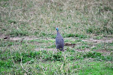 Thornybush Reservat (Greater Kruger Nationalpark)