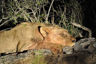 Thornybush Reservat (Greater Kruger Nationalpark)