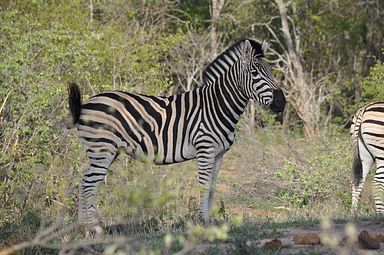 Thornybush Reservat (Greater Kruger Nationalpark)