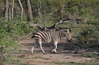 Thornybush Reservat (Greater Kruger Nationalpark)