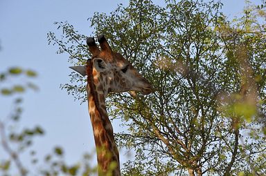 Thornybush Reservat (Greater Kruger Nationalpark)