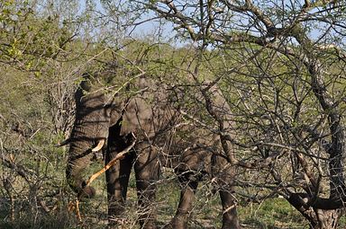 Thornybush Reservat (Greater Kruger Nationalpark)