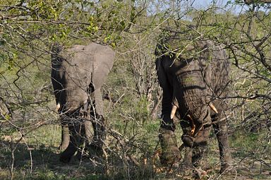 Thornybush Reservat (Greater Kruger Nationalpark)