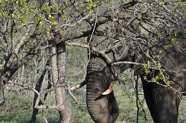 Thornybush Reservat (Greater Kruger Nationalpark)