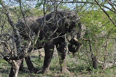 Thornybush Reservat (Greater Kruger Nationalpark)