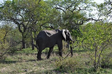 Thornybush Reservat (Greater Kruger Nationalpark)