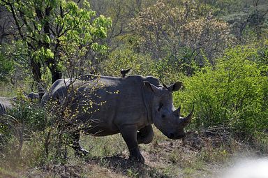 Thornybush Reservat (Greater Kruger Nationalpark)