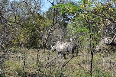 Thornybush Reservat (Greater Kruger Nationalpark)