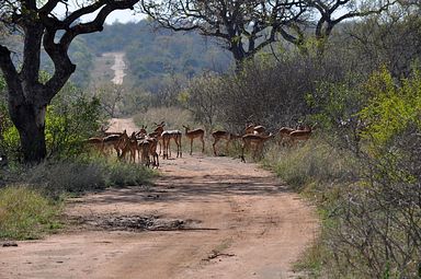 Thornybush Reservat (Greater Kruger Nationalpark)