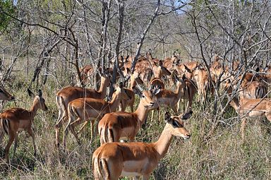 Thornybush Reservat (Greater Kruger Nationalpark)