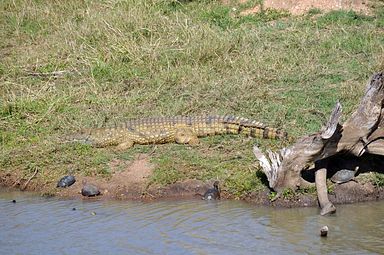 Thornybush Reservat (Greater Kruger Nationalpark)