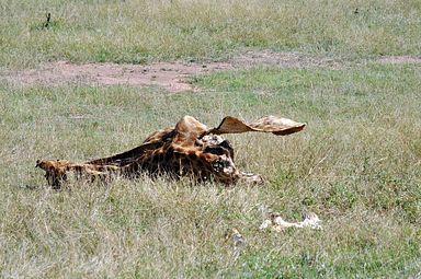 Thornybush Reservat (Greater Kruger Nationalpark)