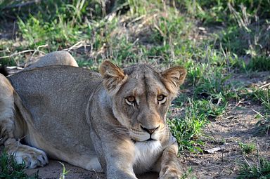 Thornybush Reservat (Greater Kruger Nationalpark)