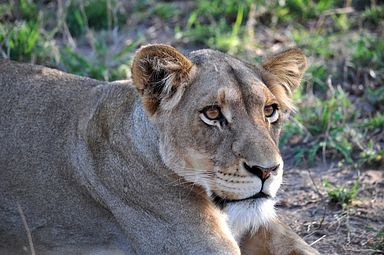 Thornybush Reservat (Greater Kruger Nationalpark)