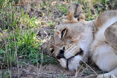 Thornybush Reservat (Greater Kruger Nationalpark)