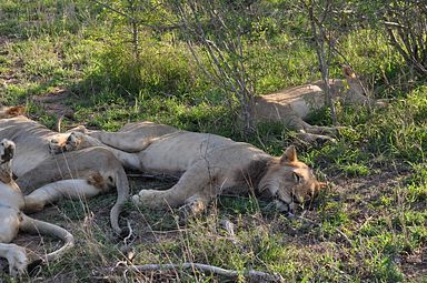 Thornybush Reservat (Greater Kruger Nationalpark)