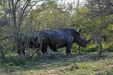 Thornybush Reservat (Greater Kruger Nationalpark)