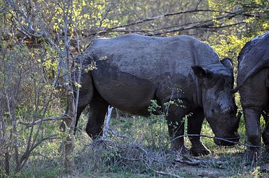 Thornybush Reservat (Greater Kruger Nationalpark)