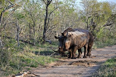 Thornybush Reservat (Greater Kruger Nationalpark)