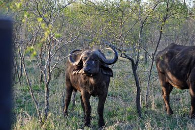 Thornybush Reservat (Greater Kruger Nationalpark)