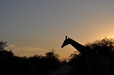 Thornybush Reservat (Greater Kruger Nationalpark)