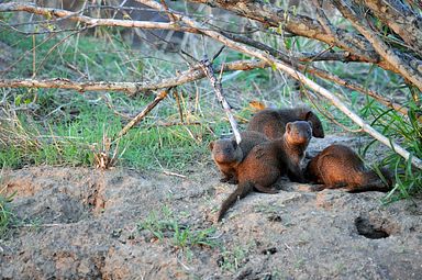 Thornybush Reservat (Greater Kruger Nationalpark)