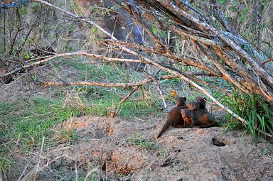 Thornybush Reservat (Greater Kruger Nationalpark)