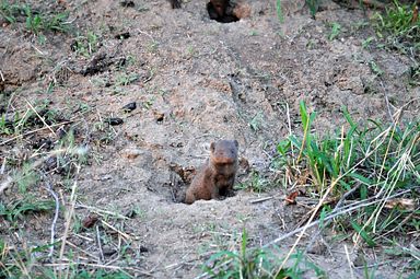 Thornybush Reservat (Greater Kruger Nationalpark)