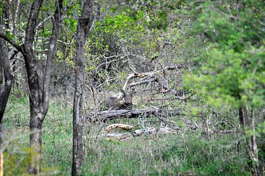 Thornybush Reservat (Greater Kruger Nationalpark)