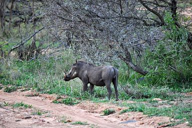 Thornybush Reservat (Greater Kruger Nationalpark)