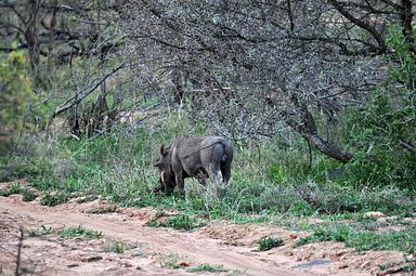 Thornybush Reservat (Greater Kruger Nationalpark)