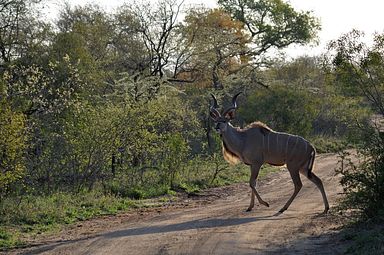 Thornybush Reservat (Greater Kruger Nationalpark)