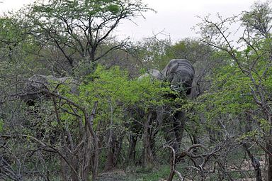 Thornybush Reservat (Greater Kruger Nationalpark)