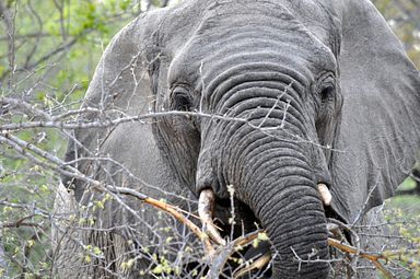 Thornybush Reservat (Greater Kruger Nationalpark)