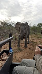 Thornybush Reservat (Greater Kruger Nationalpark)