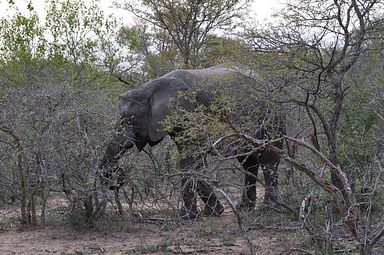 Thornybush Reservat (Greater Kruger Nationalpark)