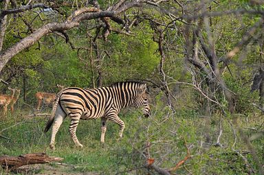 Thornybush Reservat (Greater Kruger Nationalpark)