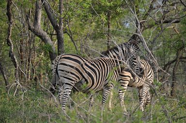 Thornybush Reservat (Greater Kruger Nationalpark)