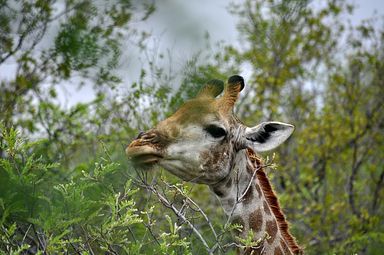 Thornybush Reservat (Greater Kruger Nationalpark)