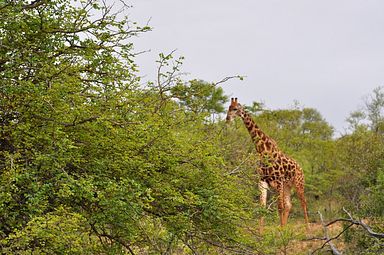 Thornybush Reservat (Greater Kruger Nationalpark)