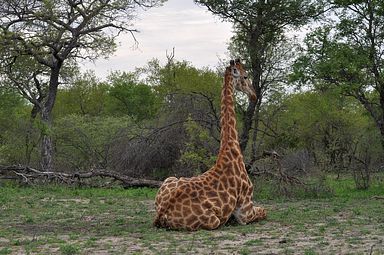 Thornybush Reservat (Greater Kruger Nationalpark)