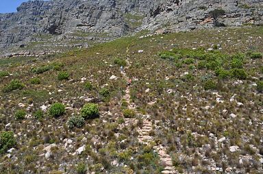 Table Mountain, Cape Town