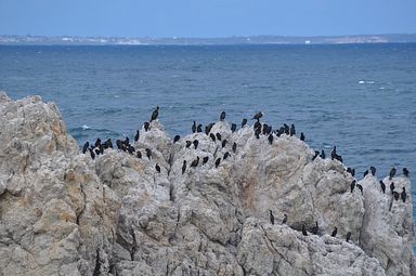 Hermanus