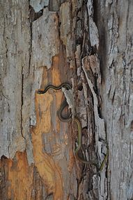 Tangkoko Nationalpark, Nord Sulawesi