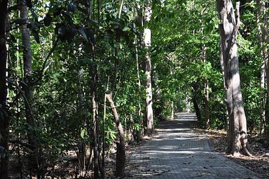 Tangkoko Nationalpark, Nord Sulawesi