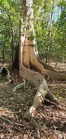 Tangkoko Nationalpark, Nord Sulawesi