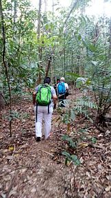 Tangkoko Nationalpark, Nord Sulawesi